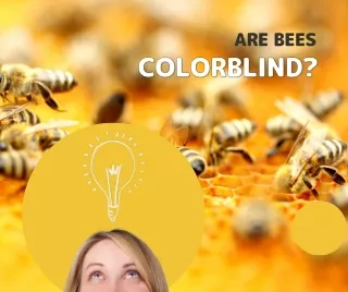 are bees