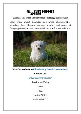 Goldador Dog Breed Characteristics