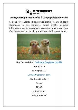 Cockapoo Dog Breed Profile | Cutepuppiesonline.com