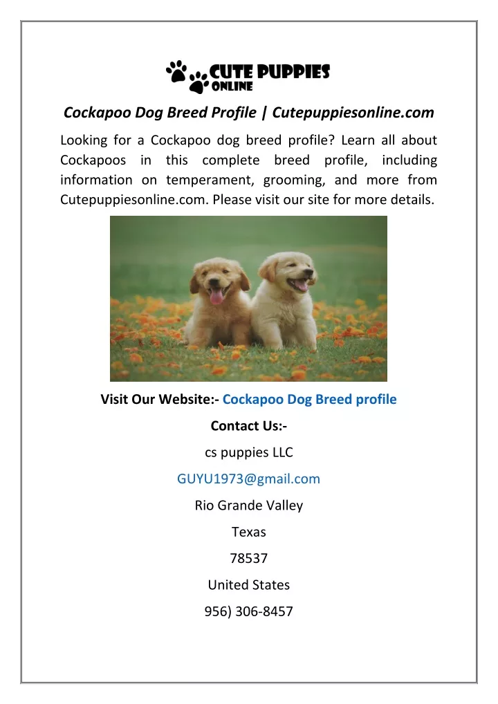 cockapoo dog breed profile cutepuppiesonline com