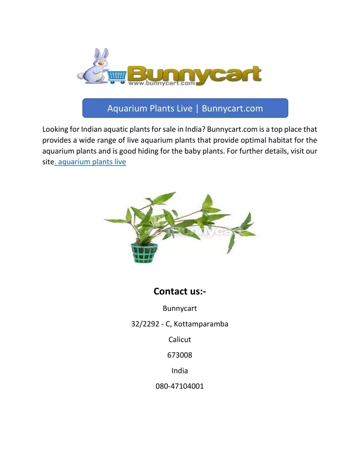 aquarium plants live bunnycart com