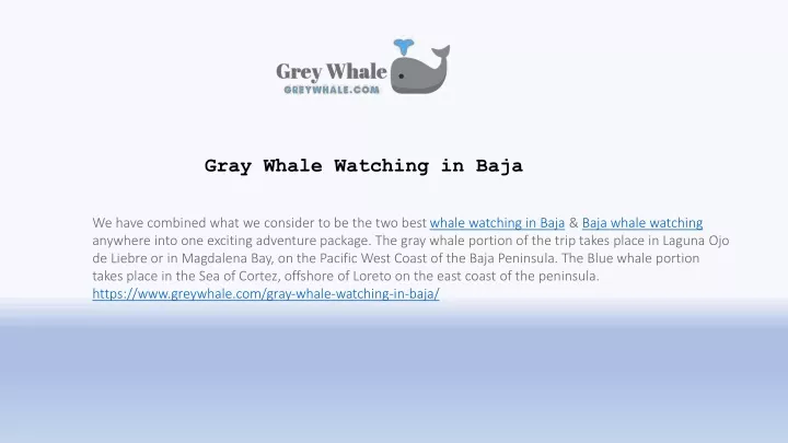 gray whale watching in baja