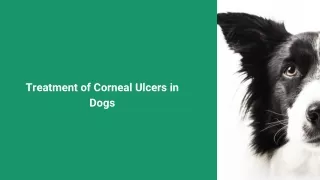 Treatment of Corneal Ulcers in Dogs