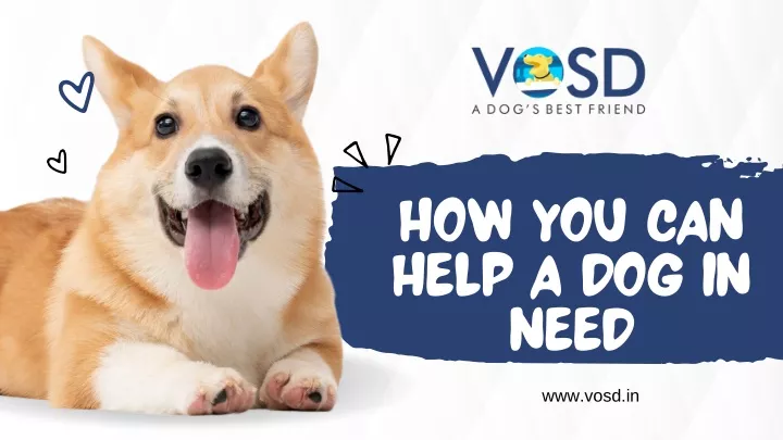 how you can help a dog in need