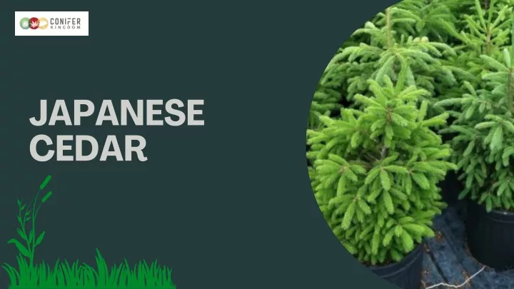 japanese cedar