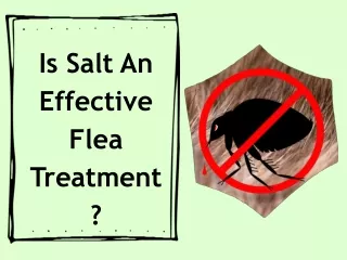 Can we use salt as an effective flea treatment ?
