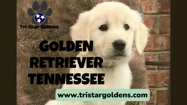 golden retriever tennessee www tristargoldens com