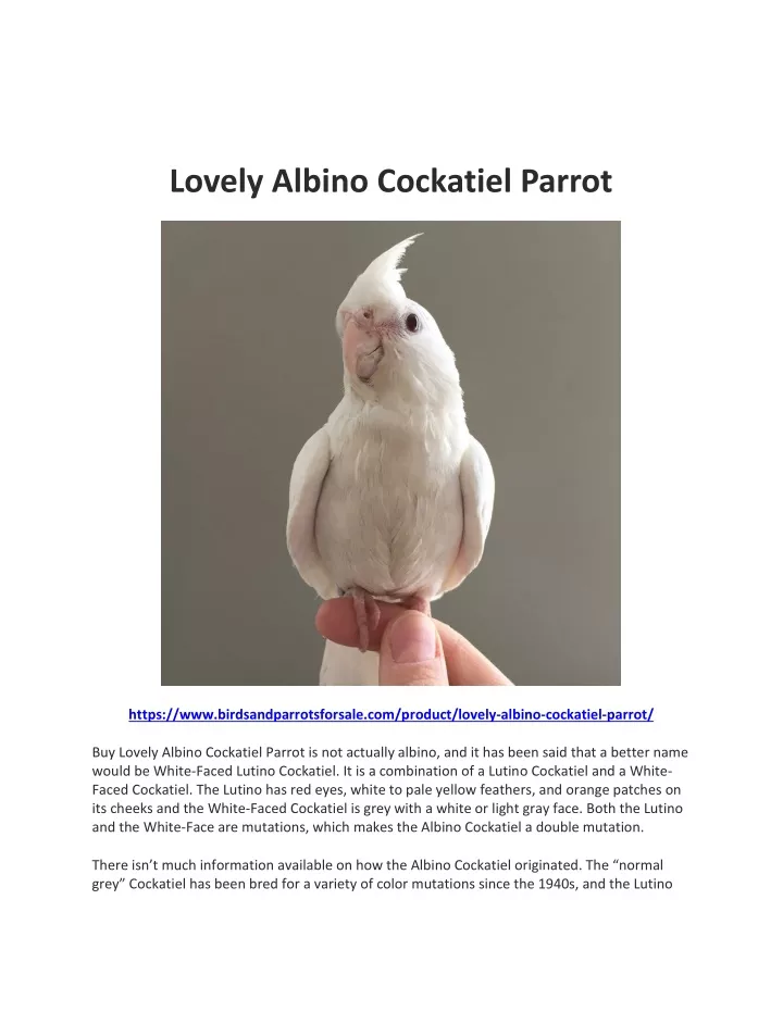 lovely albino cockatiel parrot