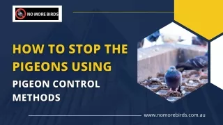 How to Stop the Pigeons using Pigeon Control Methods