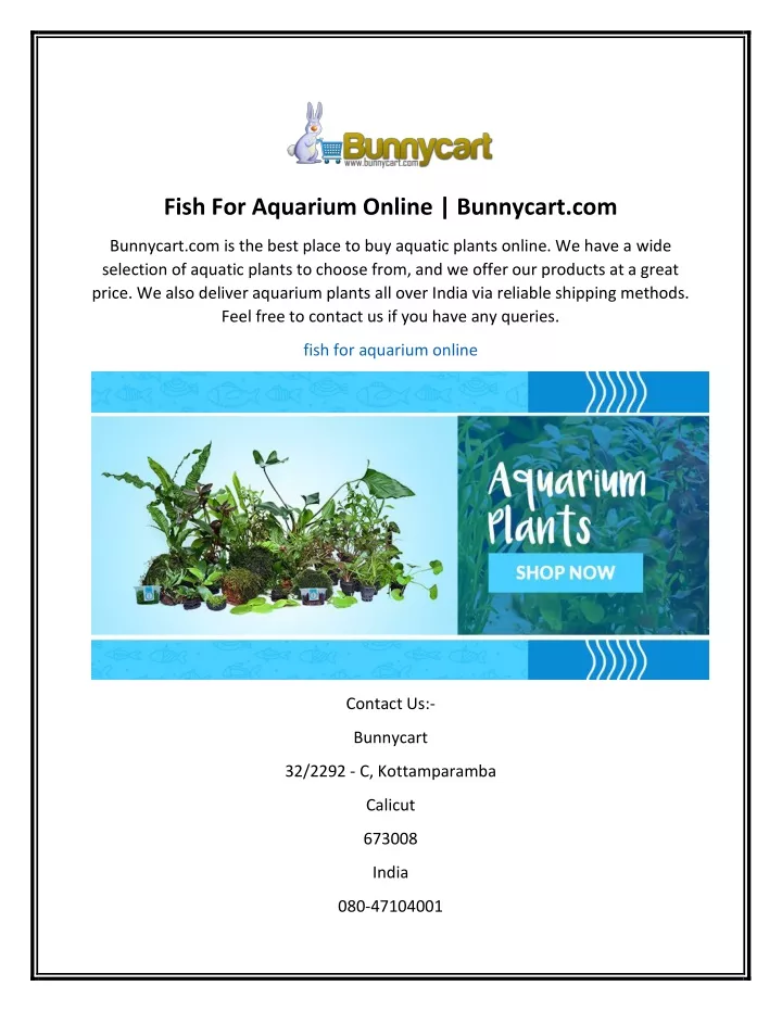 fish for aquarium online bunnycart com