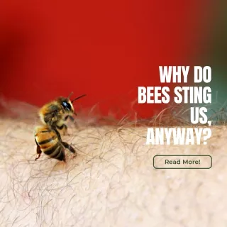 Why Do Bees Sting  Us, Anyway?