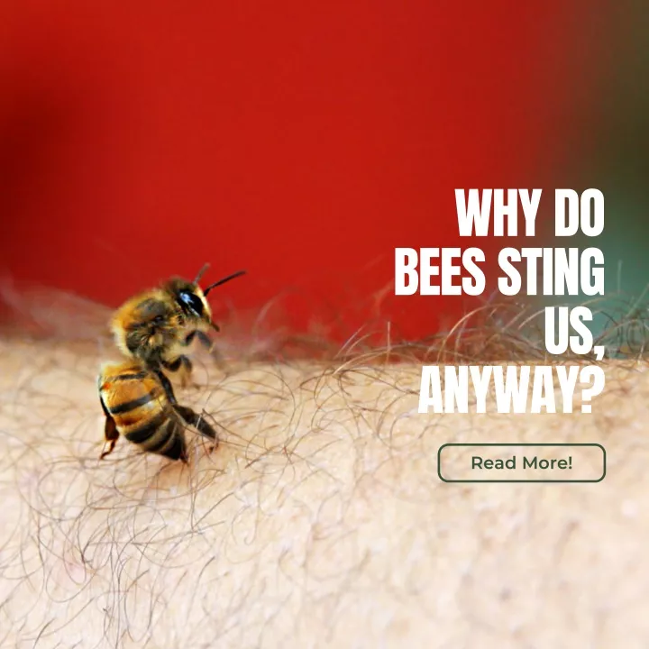 why do bees sting