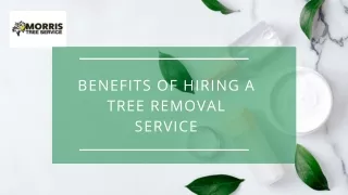 Benefits of Hiring Tree Removal Service