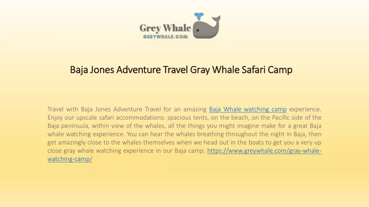 baja jones adventure travel gray whale safari