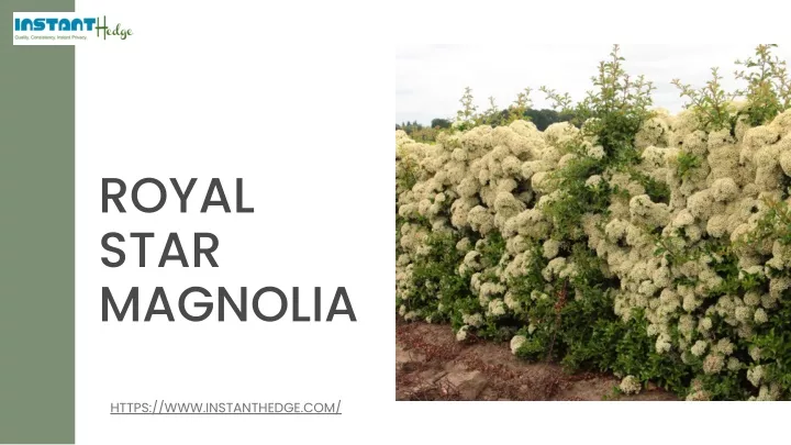 royal star magnolia