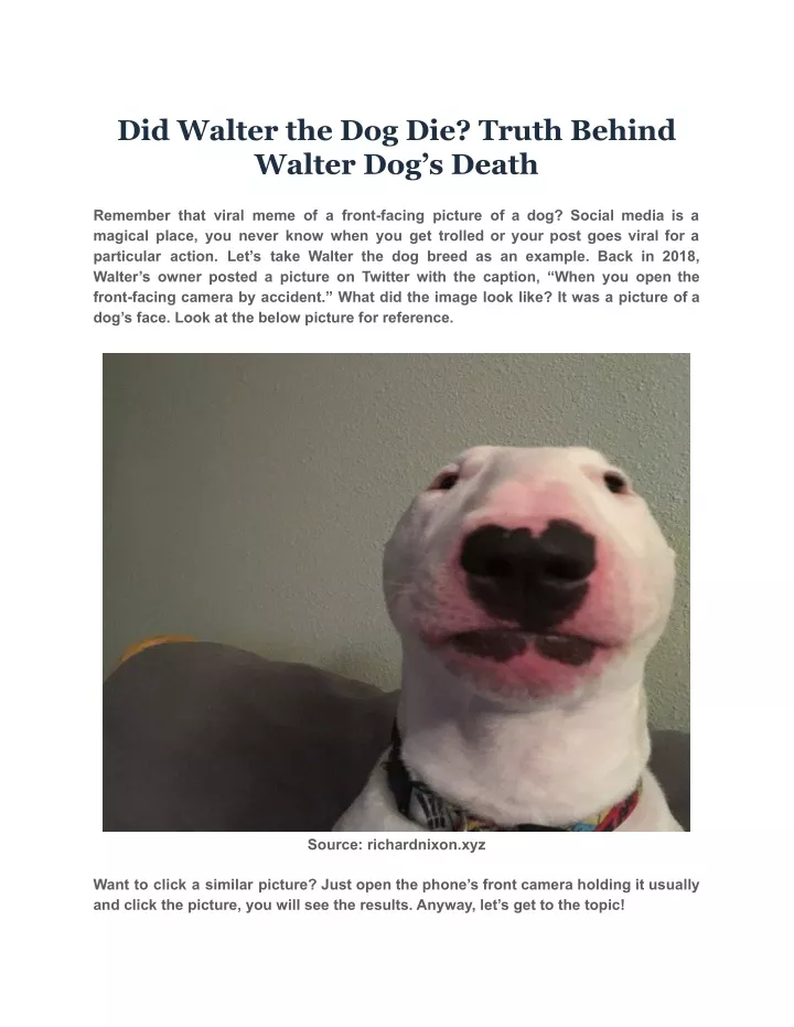 did walter the dog die truth behind walter