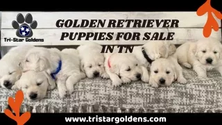 Adopt a New Best Friend! Golden Retriever Puppies for Sale in TN