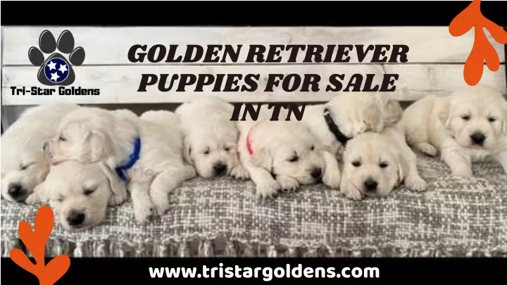golden retriever puppies for sale in tn