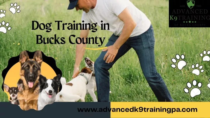 dog training in bucks county