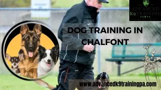 Establish a Strong Bond with Your Dog at Dog Training in Chalfont - Advanced K9