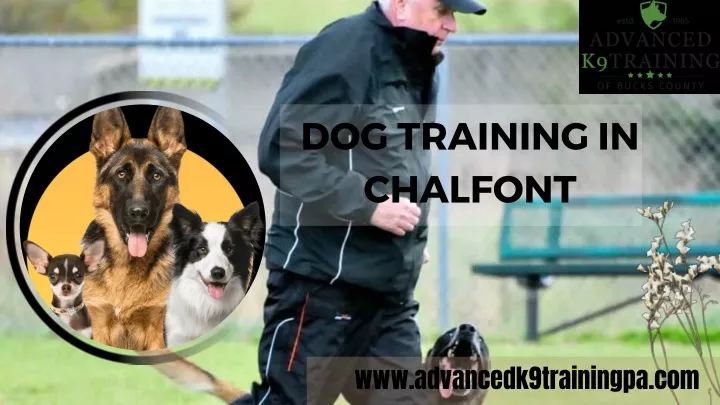 dog training in chalfont