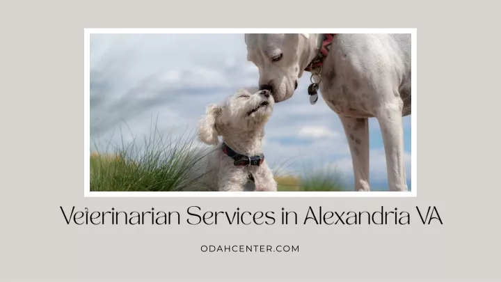 veterinarian services in alexandria va