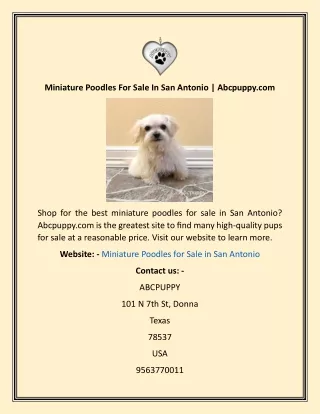 Miniature Poodles For Sale In San Antonio  Abcpuppy