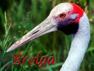 brolga