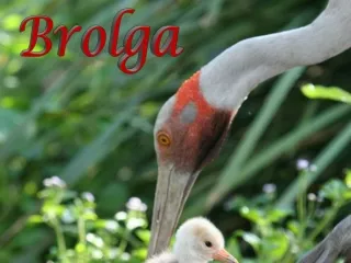 brolga