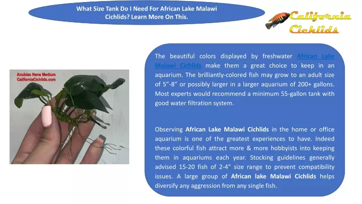 Ppt What Size Tank Do I Need For African Lake Malawi Cichlids Learn More On This Powerpoint