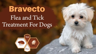 Bravecto Flea and Tick Treatment For Dogs - CanadaVetExpress