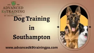 Find The Best Dog Training in Southampton – Advanced K9 Training