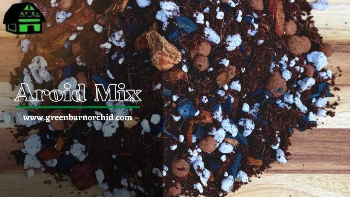 aroid mix www greenbarnorchid com