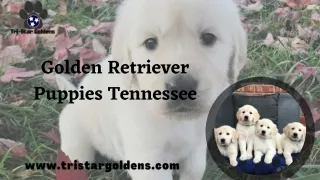 Feel Secure with Golden Retriever Puppies Tennessee