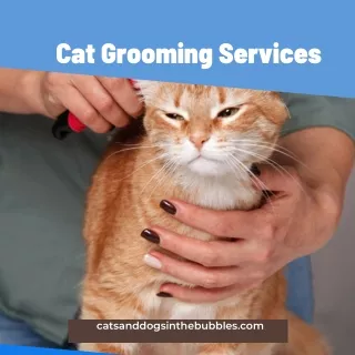 CAT GROOMING SERVICES