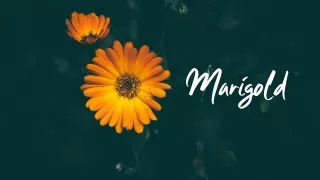 Marigold Flower Presentation