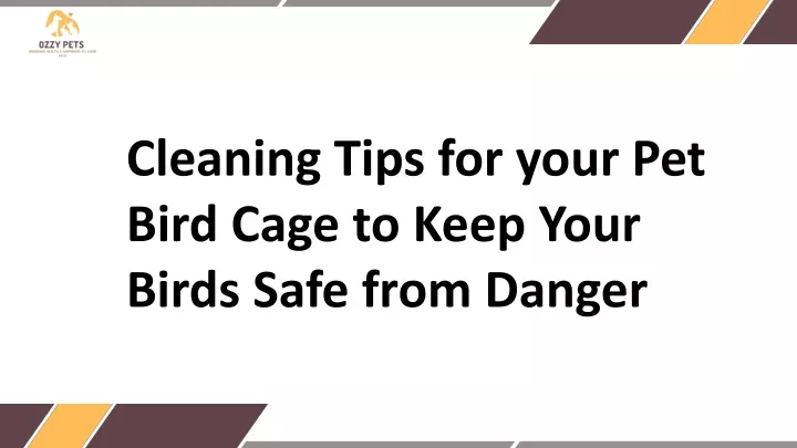 cleaning tips for your pet bird cage to keep your