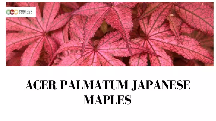 acer palmatum japanese maples