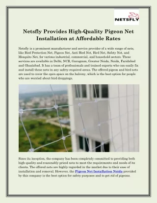 netsfly provides high quality pigeon