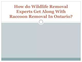 How do Wildlife Removal Experts Get Along With Raccoon Removal In Ontario?