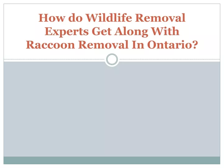 Ppt How Do Wildlife Removal Experts Get Along With Raccoon Removal In