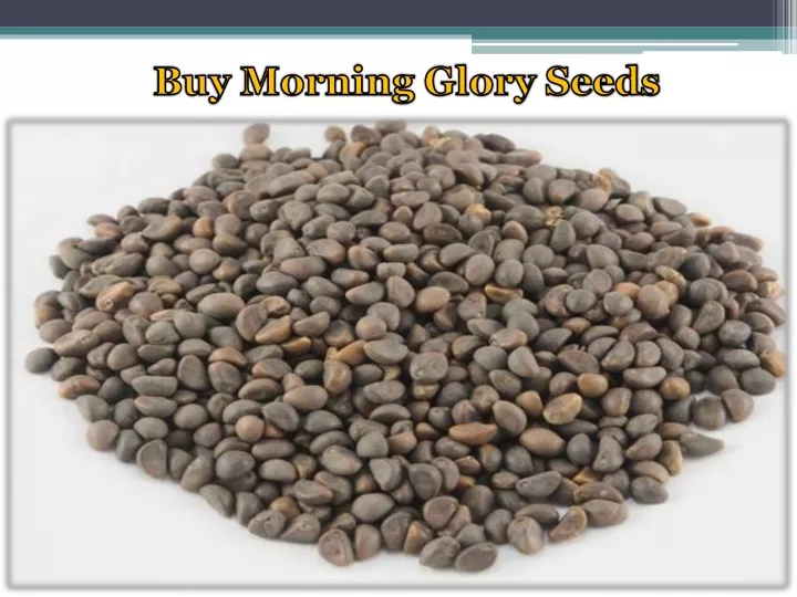 buy morning glory seeds