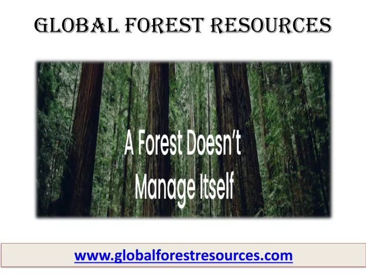 global forest resources