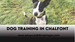 Establish a Strong Bond with Your Dog at Dog Training in Chalfont