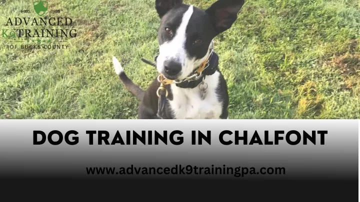 dog training in chalfont