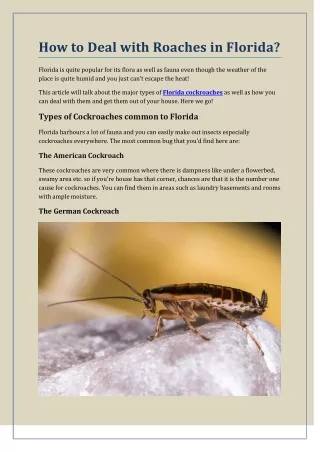 How to Deal with Roaches in Florida?