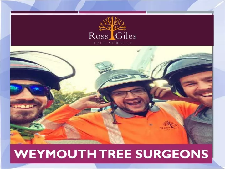 weymouth tree surgeons