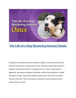 The Life of a Dog Revolving Around Chews