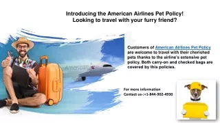 introducing American Airlines Pet Policy