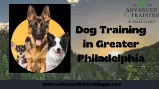 Develop your Dog's Potential with Dog Training in Greater Philadelphia